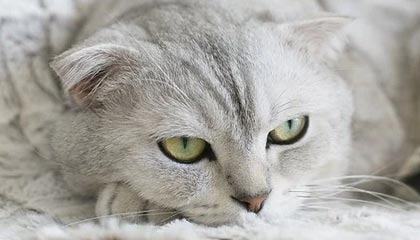 反向种草，一缕茶香引发的社交链接风波