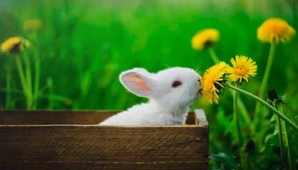 龙井香韵与巴蜀竹椅，江南茶语在蓉城的邂逅